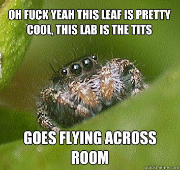 Oh fuck yeah this leaf is pretty cool, this lab is the tits GOES FLYING ACROSS ROOM
  Misunderstood Spider