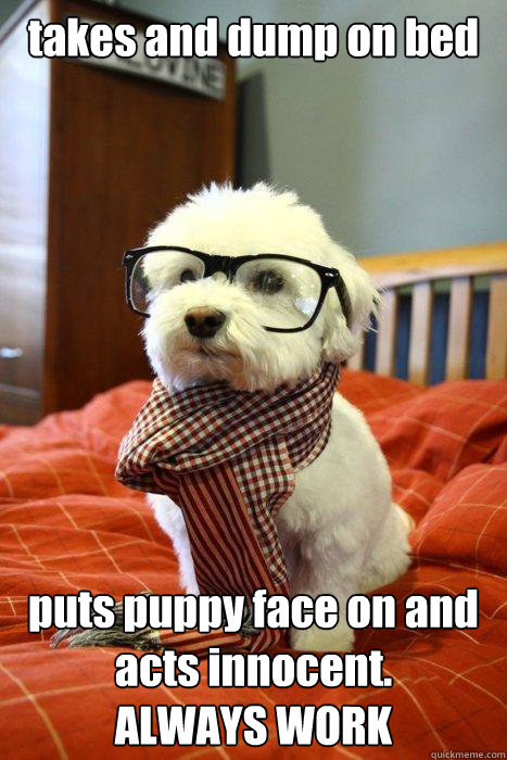 takes and dump on bed puts puppy face on and acts innocent.
ALWAYS WORK  Hipster Dog