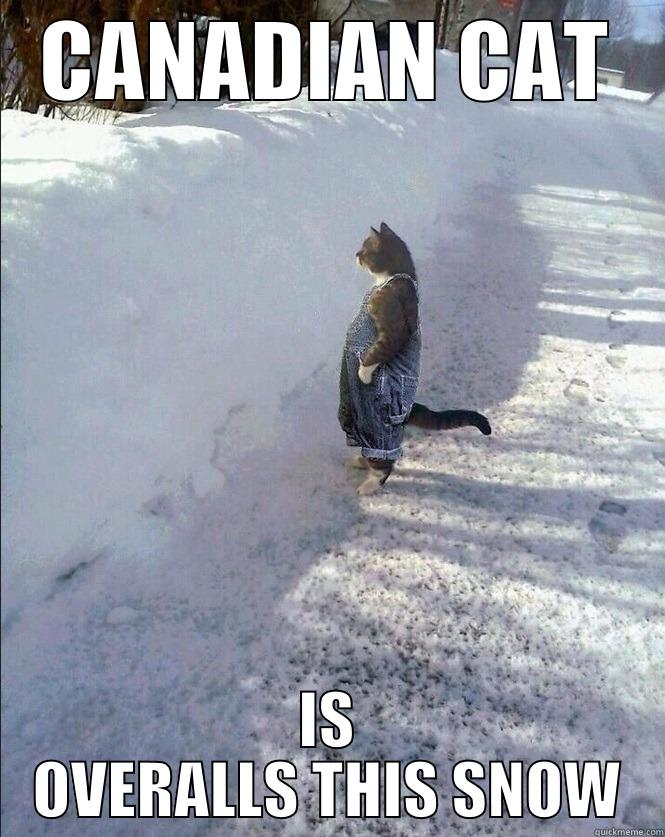 CANADIAN CAT IS OVERALLS THIS SNOW Misc