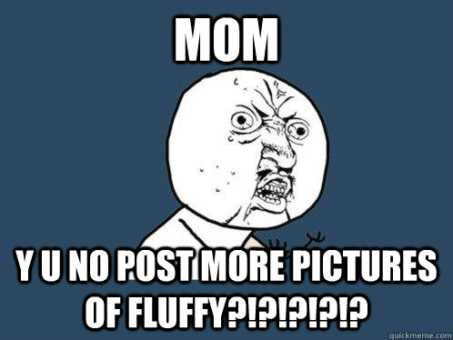 MOM Y U NO POST MORE PICTURES OF FLUFFY?!?!?!?!? - MOM Y U NO POST MORE PICTURES OF FLUFFY?!?!?!?!?  Y U No