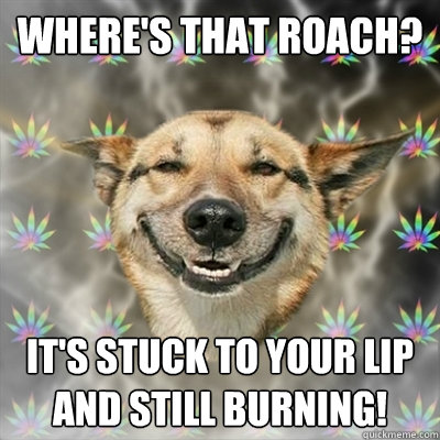 Where's that roach? It's stuck to your lip and still burning!  Stoner Dog