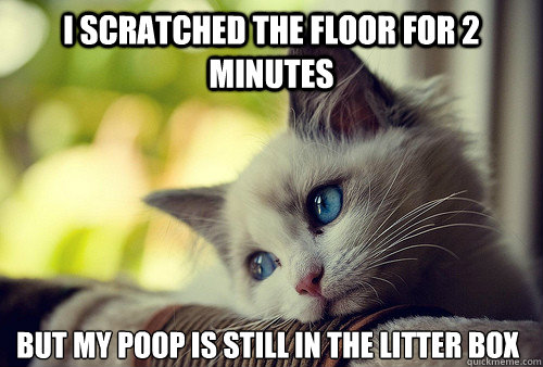 I scratched the floor for 2 minutes but my poop is still in the litter box  First World Problems Cat