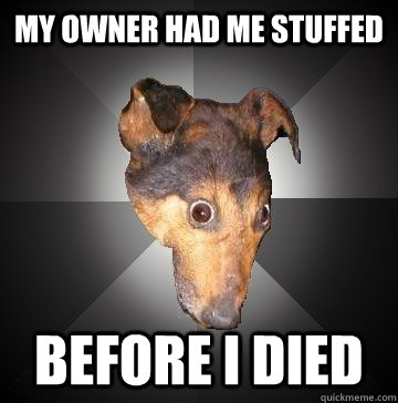 my owner had me stuffed before i died  Depression Dog