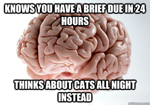 knows you have a brief due in 24 hours thinks about cats all night instead - knows you have a brief due in 24 hours thinks about cats all night instead  Scumbag Brain