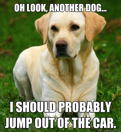 oh look, another dog... i should probably jump out of the car.  Dog Logic