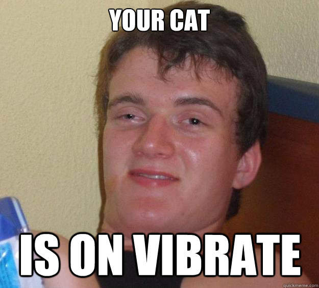 Your cat is on vibrate  10 Guy