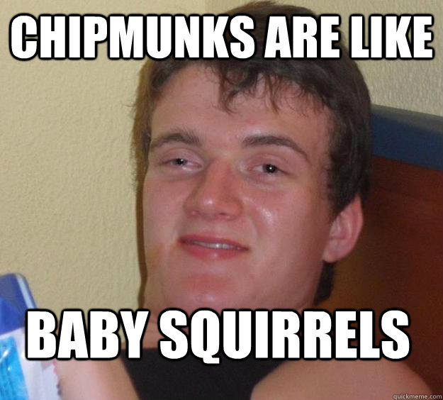 Chipmunks are like baby squirrels  10 Guy