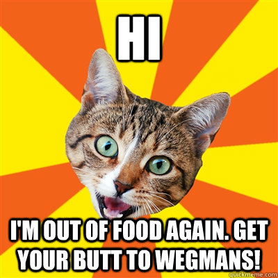 hi i'm out of food again. get your butt to wegmans!   Bad Advice Cat