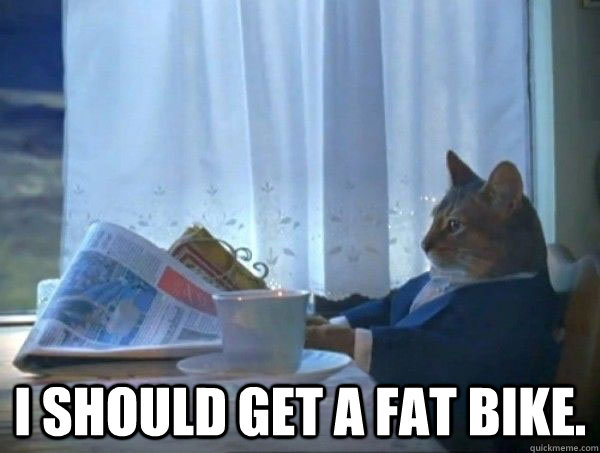  I should get a fat bike.  morning realization newspaper cat meme