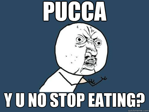pucca y u no stop eating? - pucca y u no stop eating?  Y U No