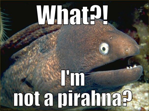 WHAT?! I'M NOT A PIRAHNA? Bad Joke Eel