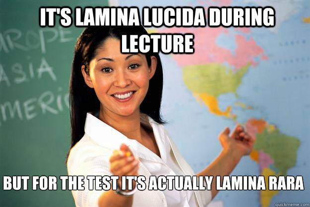 It's lamina lucida during lecture But for the test it's actually lamina rara  Unhelpful High School Teacher