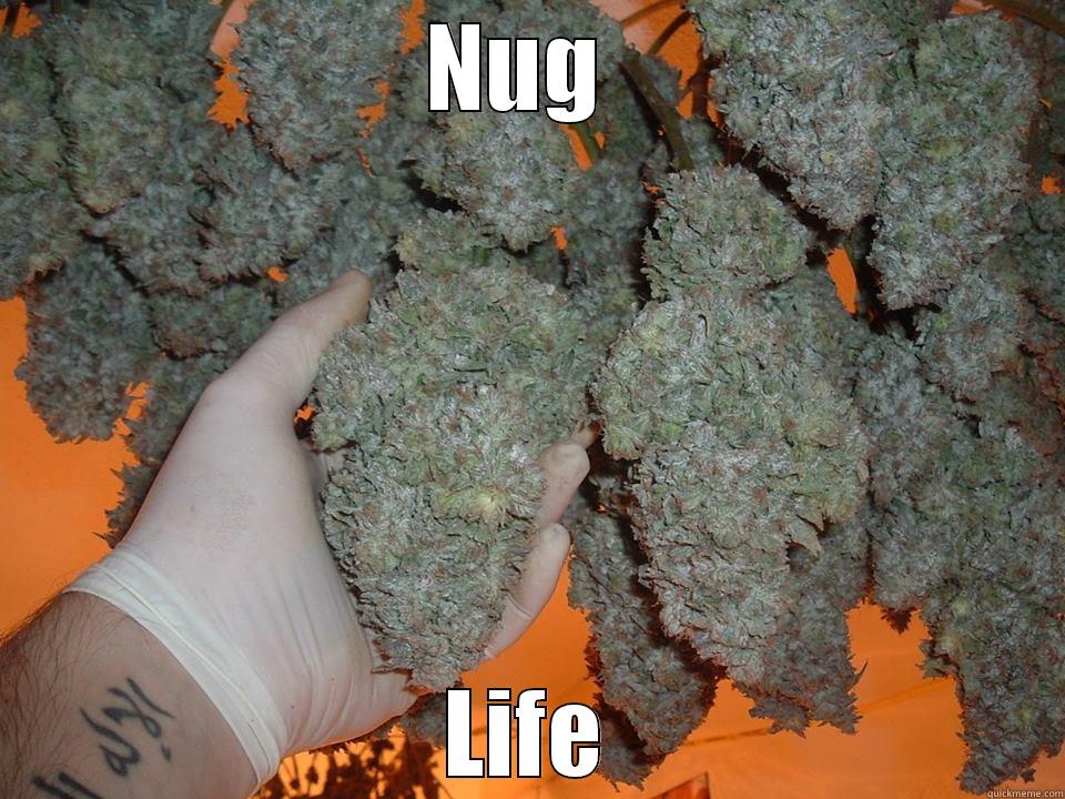 NUG  LIFE Misc