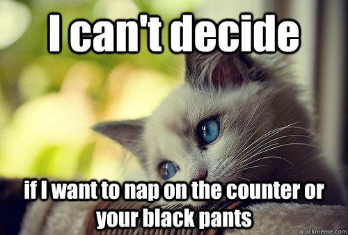 I can't decide  if I want to nap on the counter or your black pants  