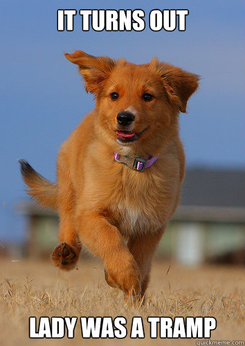 it turns out lady was a tramp  Ridiculously Photogenic Puppy