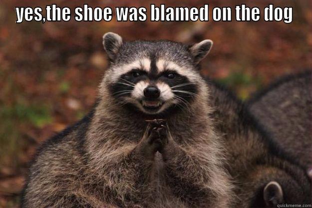 YES,THE SHOE WAS BLAMED ON THE DOG  Evil Plotting Raccoon