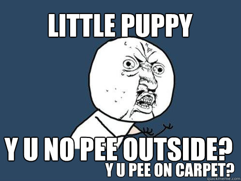 Little puppy y u no pee outside? y u pee on carpet? - Little puppy y u no pee outside? y u pee on carpet?  Y U No