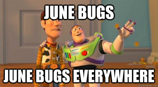 June Bugs June Bugs Everywhere - June Bugs June Bugs Everywhere  Buzz Glitter