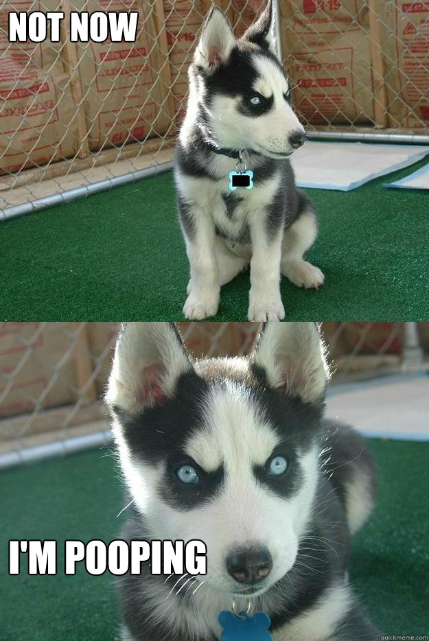 NOT NOW I'M POOPING  Insanity puppy