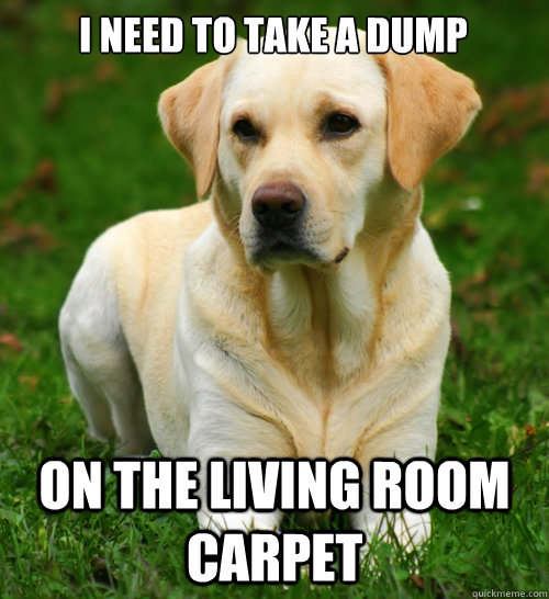 i need to take a dump  on the living room carpet  Dog Logic