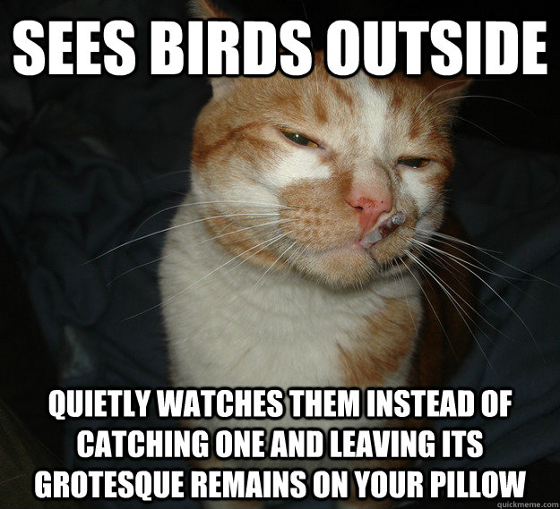 sees birds outside quietly watches them instead of catching one and leaving its grotesque remains on your pillow - sees birds outside quietly watches them instead of catching one and leaving its grotesque remains on your pillow  Cool Cat Craig