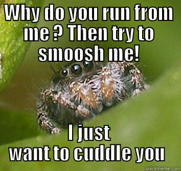 WHY DO YOU RUN FROM ME ? THEN TRY TO SMOOSH ME! I JUST WANT TO CUDDLE YOU  Misunderstood Spider