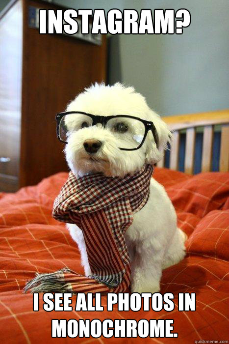 Instagram? I see ALL photos in monochrome.  Hipster Dog