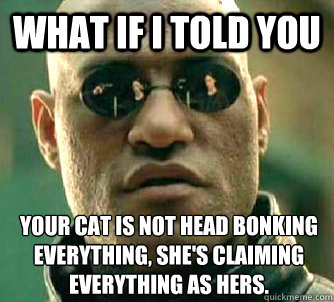 What if I told you your cat is not head bonking everything, she's claiming everything as hers.   What if I told you