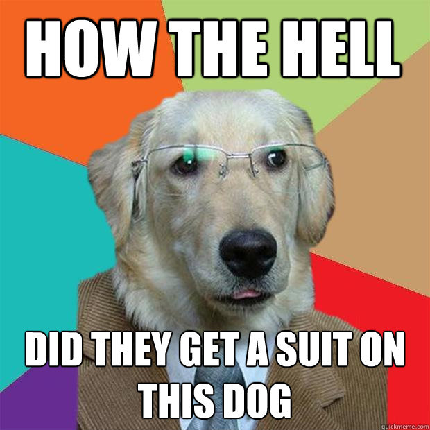 How the hell did they get a suit on this dog  Business Dog