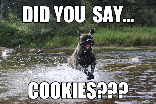 did you  say... cookies??? - did you  say... cookies???  Enthusiastic Dog