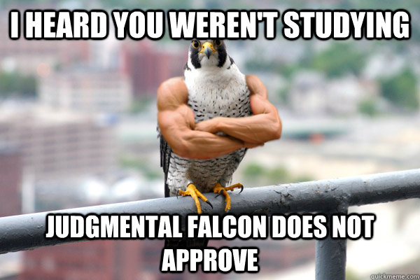 I Heard you weren't studying Judgmental Falcon does not approve  Judgmental Falcon