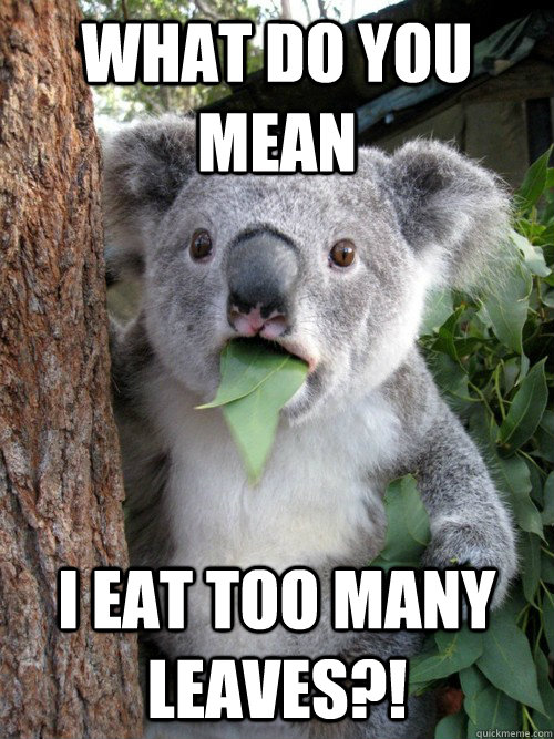 What do you mean I eat too many leaves?! - What do you mean I eat too many leaves?!  koala bear