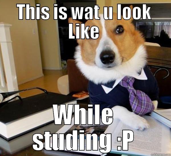 THIS IS WAT U LOOK LIKE WHILE STUDING :P Lawyer Dog