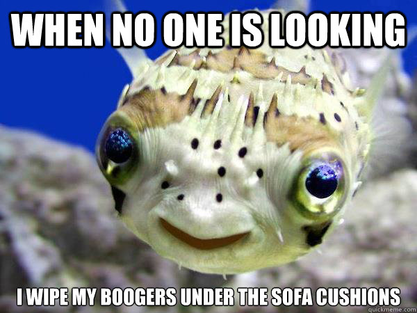 when no one is looking i wipe my boogers under the sofa cushions  Pervert Pufferfish