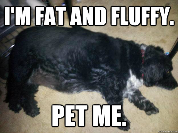 I'm fat and fluffy. Pet me.  - I'm fat and fluffy. Pet me.   Biscuit the Badass