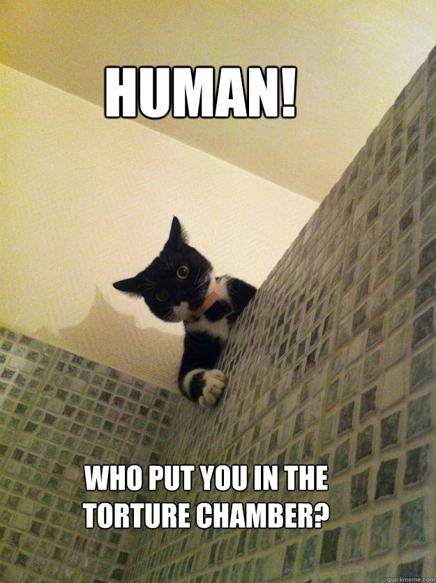 HUMAN! Who put you in the torture chamber?  Incredulous Cat