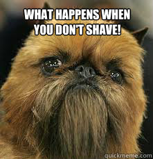 What happens when 
you don't shave!  funny dog