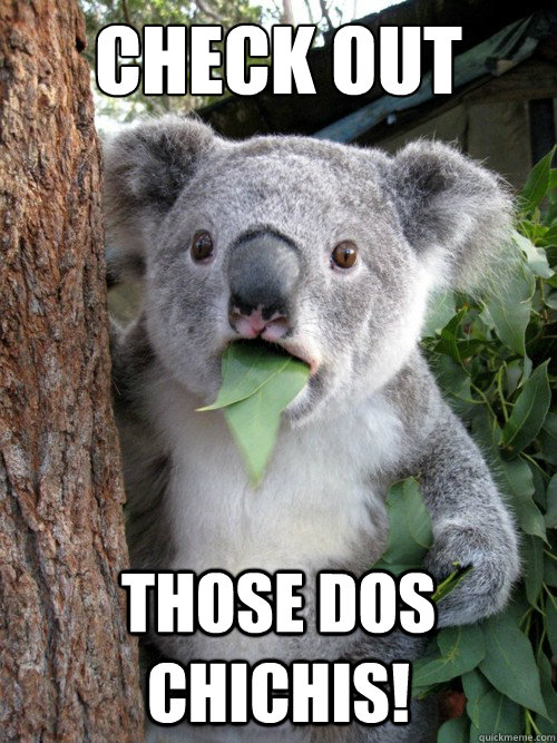 Check Out Those  Those Dos ChiChis! - Check Out Those  Those Dos ChiChis!  koala bear