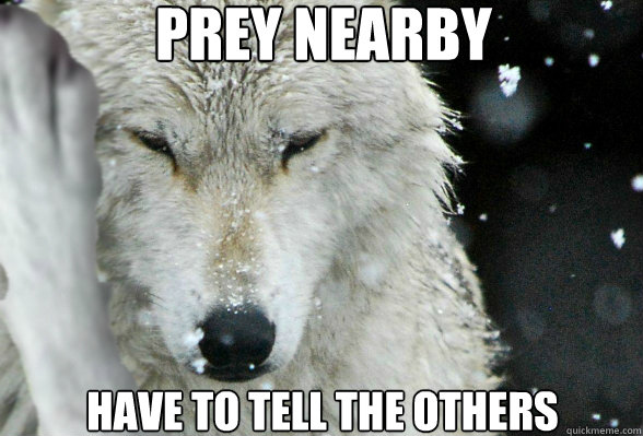 prey nearby have to tell the others  First Wolf Problems