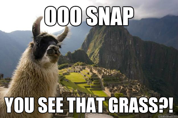 OOO SNAP YOU SEE THAT GRASS?! - OOO SNAP YOU SEE THAT GRASS?!  Stoked llama