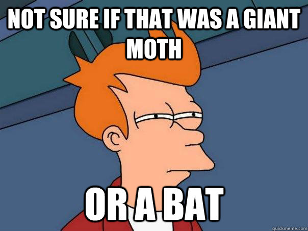 Not sure if that was a giant moth Or a bat - Not sure if that was a giant moth Or a bat  Futurama Fry