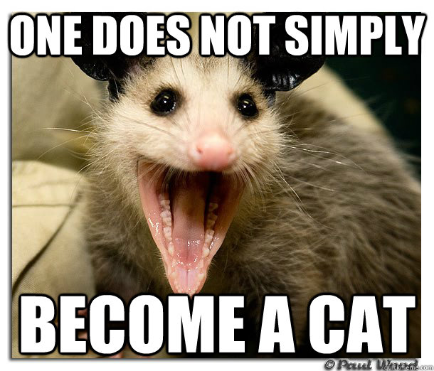 one does not simply become a cat  Confused Possum