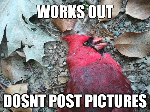 Works out dosnt post pictures - Works out dosnt post pictures  Adelaide Dead Bird