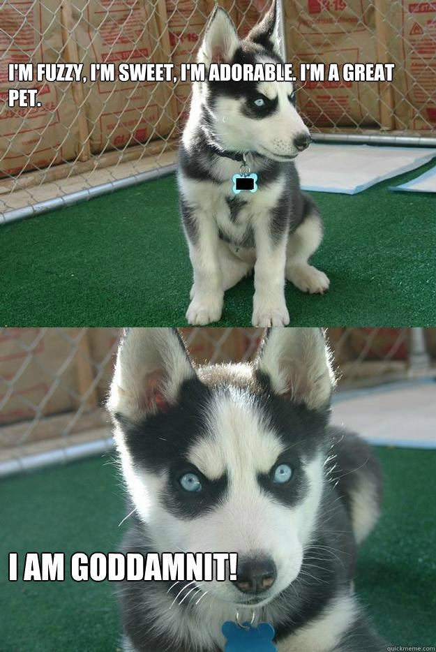 I'm fuzzy, I'm sweet, I'm adorable. I'm a great pet. I AM GODDAMNIT!  Insanity puppy