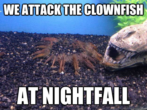 We attack the clownfish at nightfall - We attack the clownfish at nightfall  Conspiring Crayfish