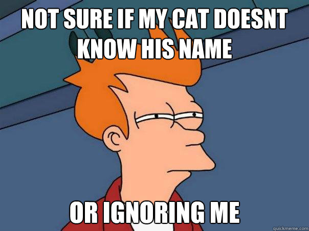 not sure if my cat doesnt know his name Or ignoring me - not sure if my cat doesnt know his name Or ignoring me  Futurama Fry