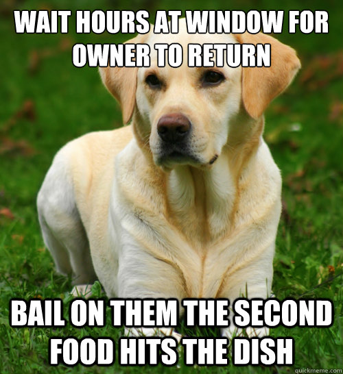 wait hours at window for owner to return bail on them the second food hits the dish  Dog Logic