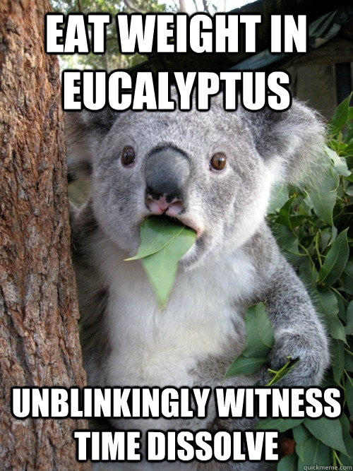 eat weight in eucalyptus unblinkingly witness time dissolve - eat weight in eucalyptus unblinkingly witness time dissolve  koala bear