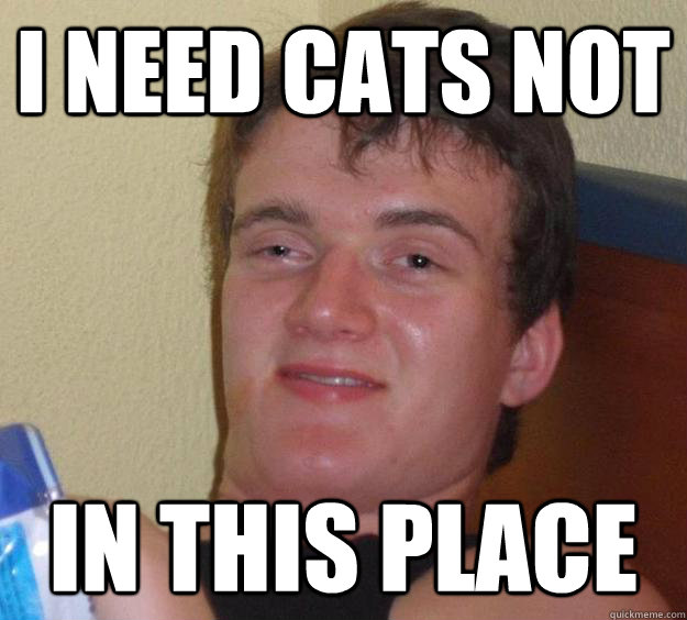 I need cats not in this place  10 Guy