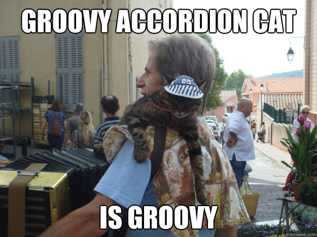 Groovy accordion cat is groovy  Groovy cat